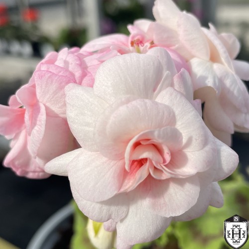 Pelargonium 'UG-Prinsessa Greis' - Pelargoon 'UG-Prinsessa Greis' P9/0,55L
